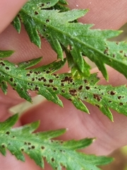 Puccinia tanaceti