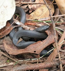 Cryptophis nigrescens