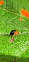 Nisotra bicolorata