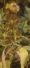 Inula racemosa