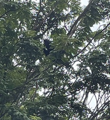 Eudynamys scolopaceus