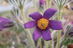Pulsatilla turczaninovii