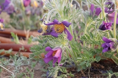 Pulsatilla turczaninovii