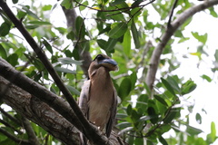 Cochlearius cochlearius
