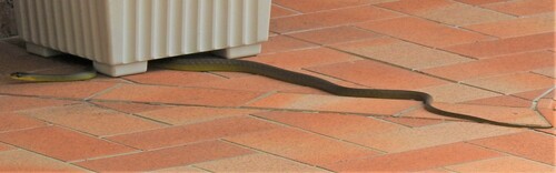 Common Tree Snake sighting
