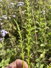 Microtis parviflora