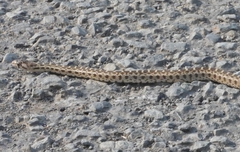 Pituophis catenifer catenifer