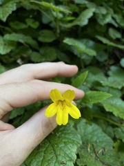 Erythranthe dentata
