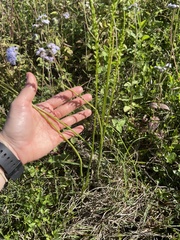 Microtis parviflora
