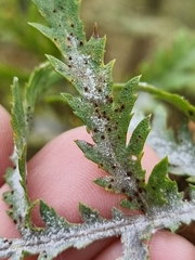 Golovinomyces cichoracearum