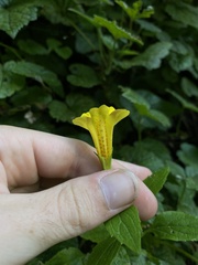 Erythranthe dentata