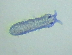 Collembola