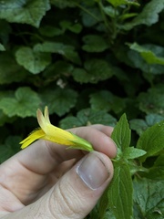 Erythranthe dentata