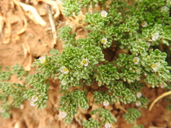 Frankenia pulverulenta