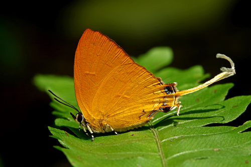 Ticherra acte (Moore, 1857)