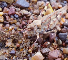 Trimerotropis maritima