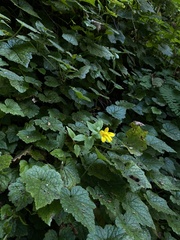Erythranthe dentata