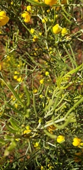 Senna artemisioides artemisioides