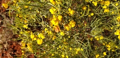 Senna artemisioides artemisioides