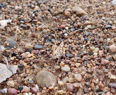 Trimerotropis maritima