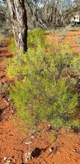 Senna artemisioides artemisioides