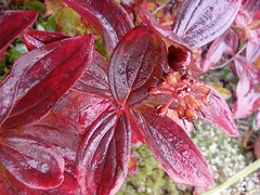Cornus suecica