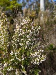 Erica arborea