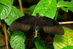 Papilio helenus