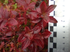 Cornus suecica