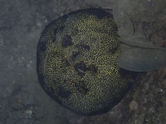 Culcita novaeguineae