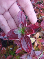 Cornus suecica