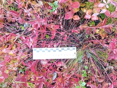 Cornus suecica