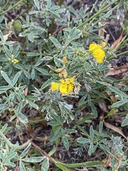 Medicago falcata