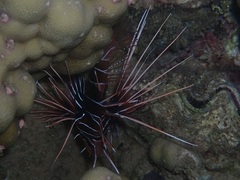 Pterois radiata