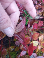 Cornus suecica