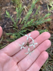 Kohautia amatymbica