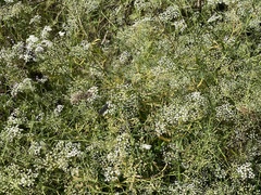 Falcaria vulgaris