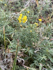 Medicago falcata