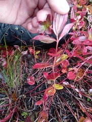 Cornus suecica