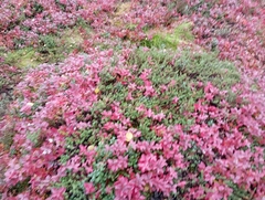 Cornus suecica