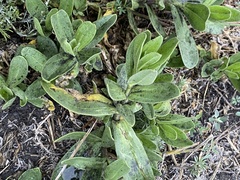 Gypsophila perfoliata