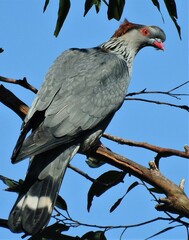 Lopholaimus antarcticus