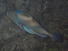 Rhinecanthus aculeatus