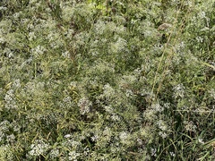 Falcaria vulgaris