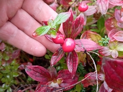 Cornus suecica