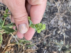 Gypsophila perfoliata