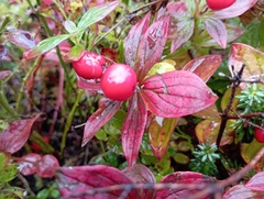 Cornus suecica
