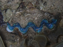 Tridacna maxima
