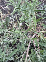 Bassia scoparia densiflora