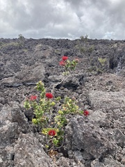 Metrosideros polymorpha